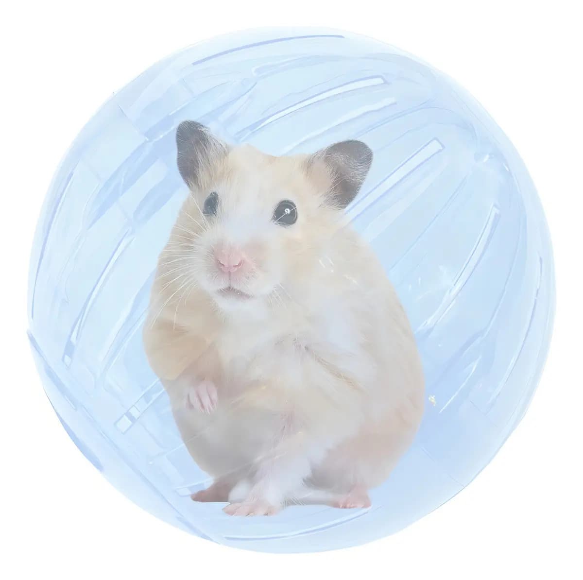 Bola Globo para Hamster 14,5cm Brinquedo em Acrílico para Roedores