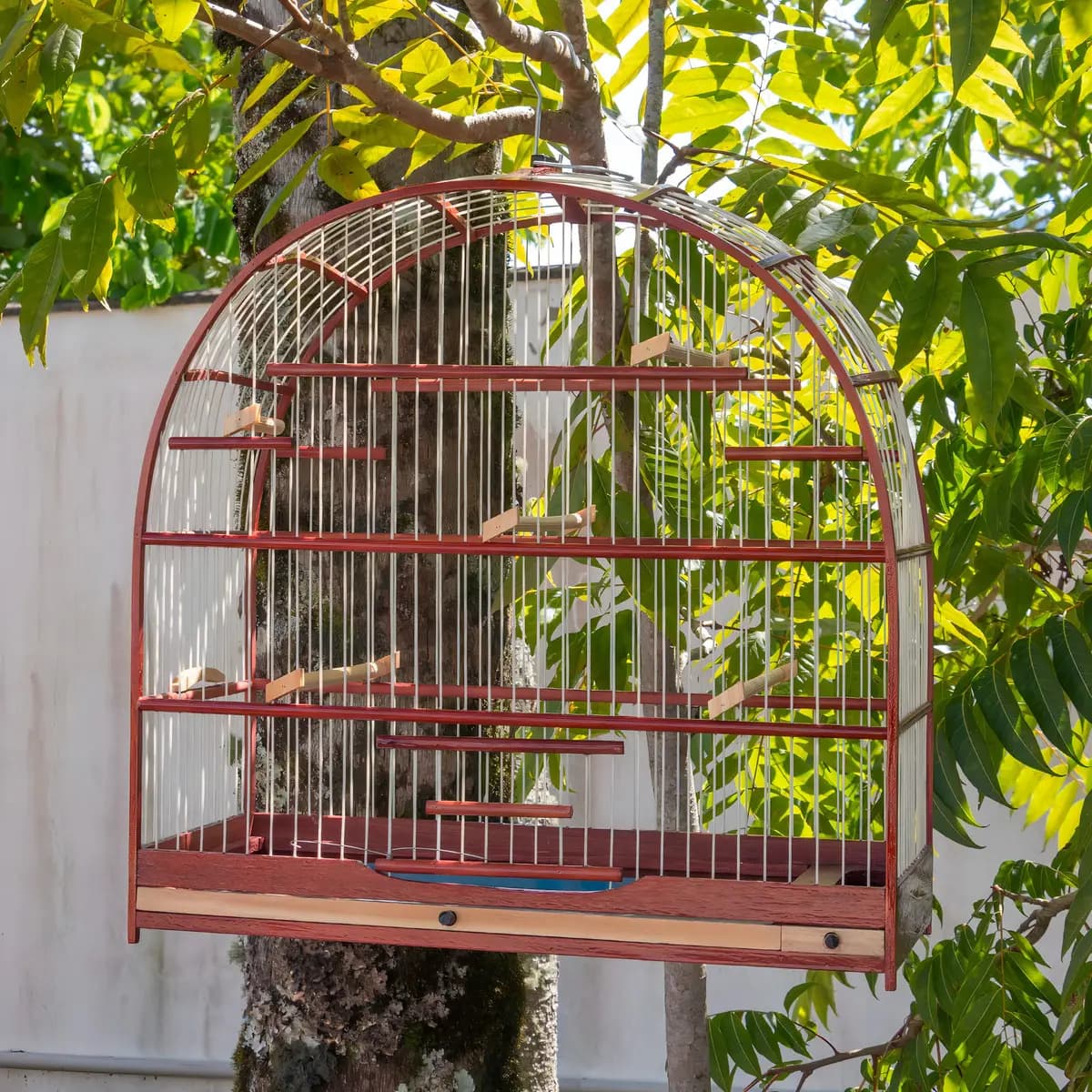 Gaiola Rossa mogno para passáro Curió 5 Poleiros — imagem 6