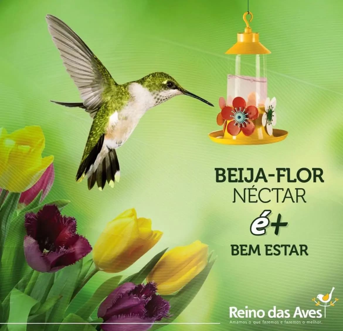 Kit 4 Nectar Para Beija Flor Refil 400g Reino Das Aves — imagem 4